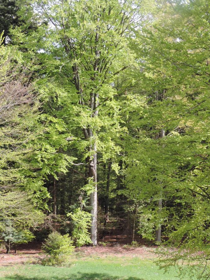 Ferienwohnung Waldoase Am Fuchsenstein Spiegelau Eksteriør bilde